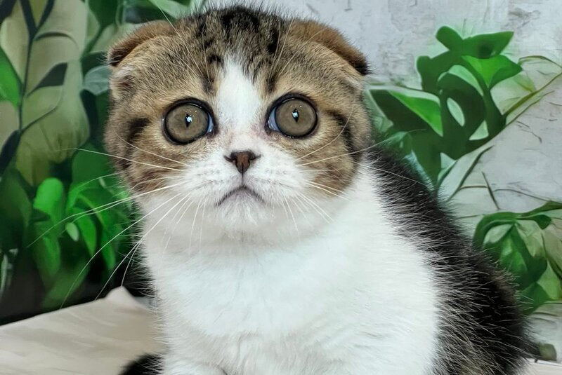 Betty Scottish Fold female, black tabby bicolour