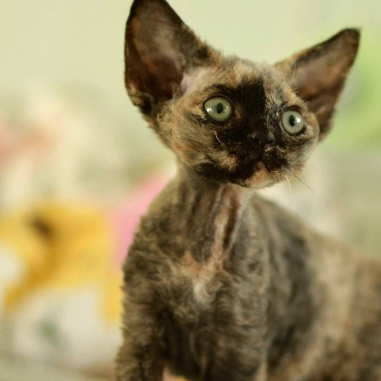 Pixie Devon Rex female, black tortie