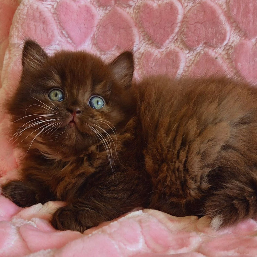 Iva British Longhair female, chocolate with white