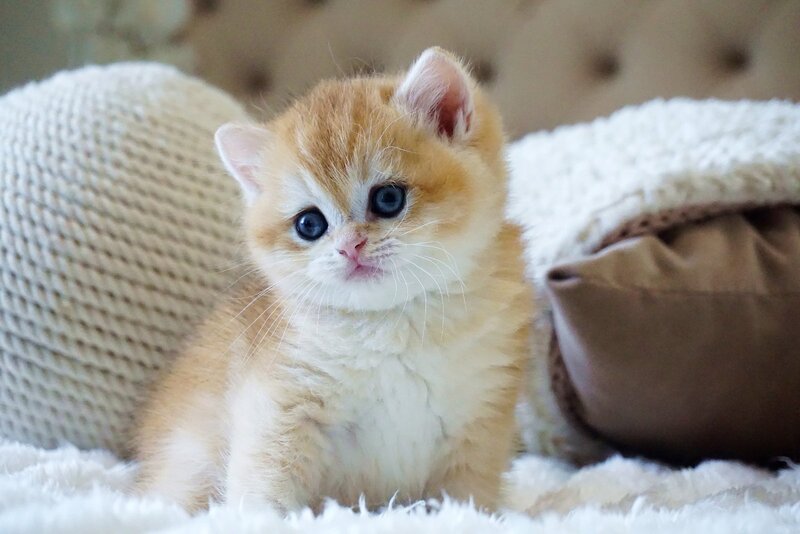 Dale British Shorthair male, black golden chinchilla