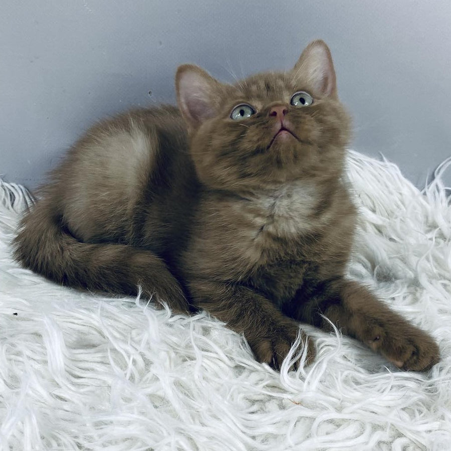 Indigo British Shorthair male, cinnamon