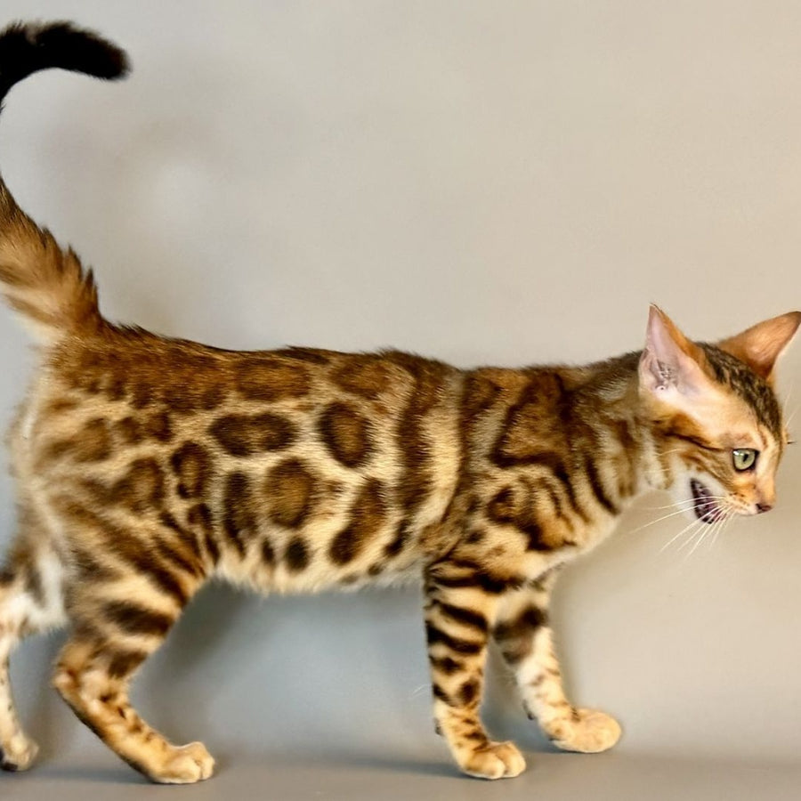 Xirelle Bengal female, black golden spotted tabby