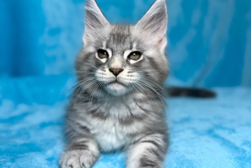Melissa Maine Coon female, blue silver tabby