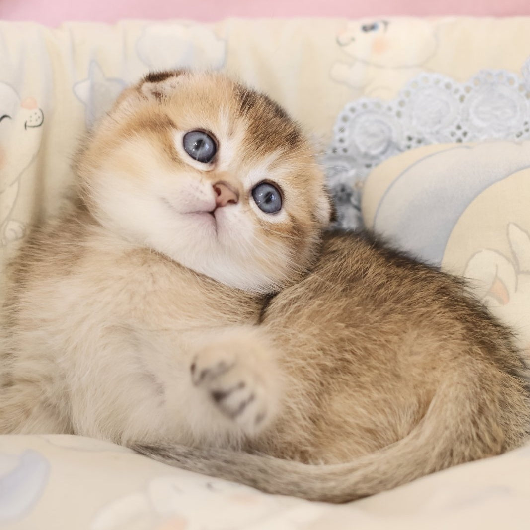 Erik Scottish Fold male, black golden ticked tabby
