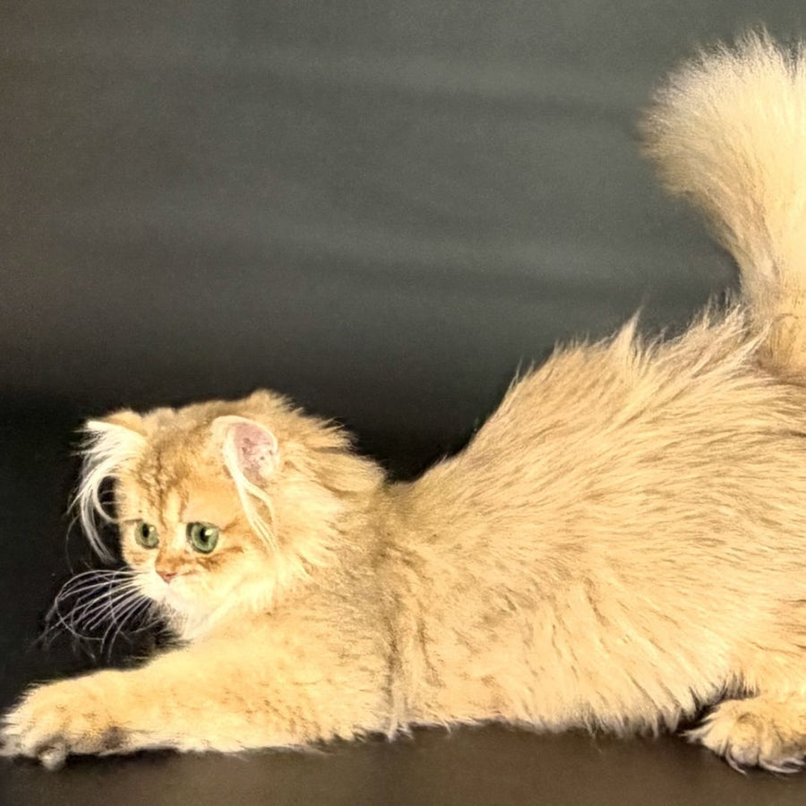 Varo British Longhair female, black golden shaded