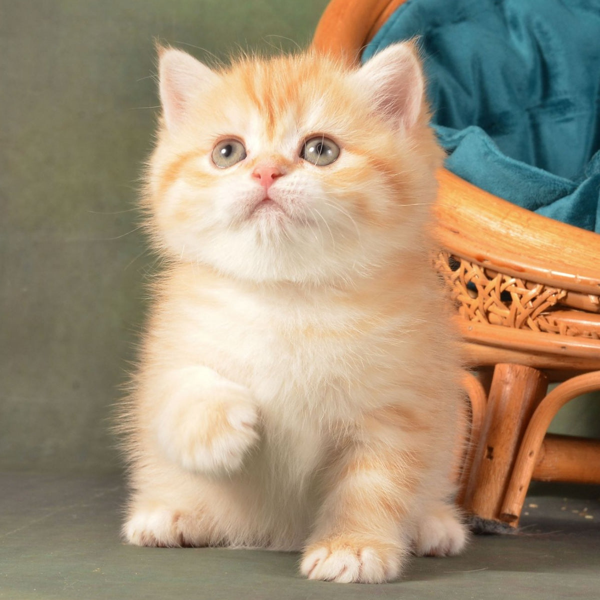 Ponochka British Shorthair female, cinnamon golden chinchilla