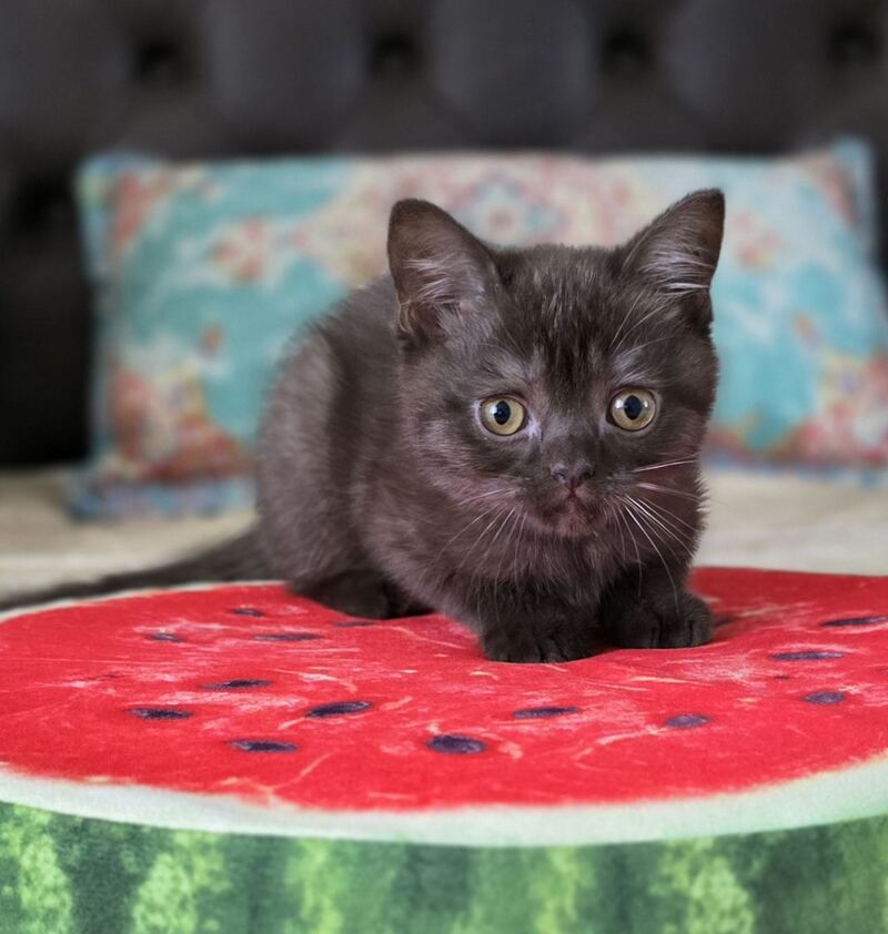 Balu Scottish Straight male, chocolate