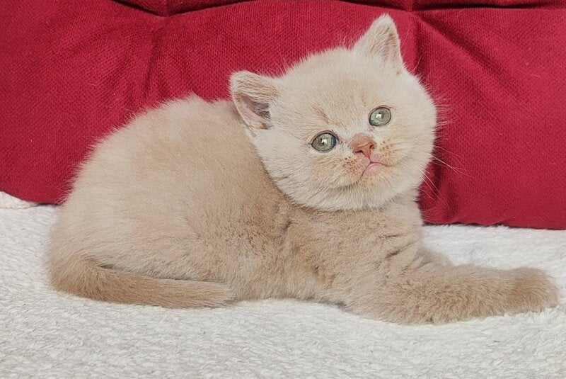 Usher British Shorthair male fawn - live animals