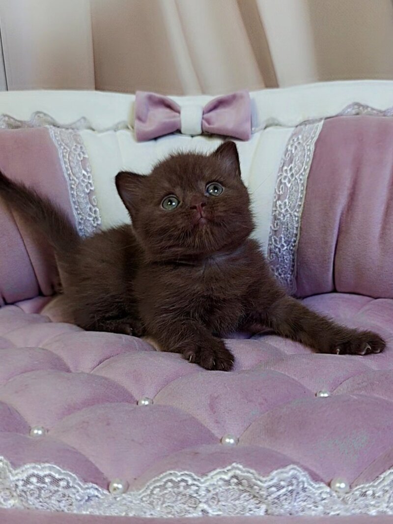 Jasper Scottish Straight male chocolate - live animals