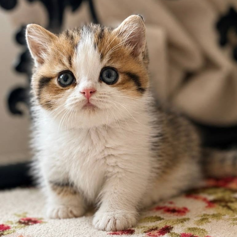 Simic Munchkin male, black golden spotted tabby bicolour
