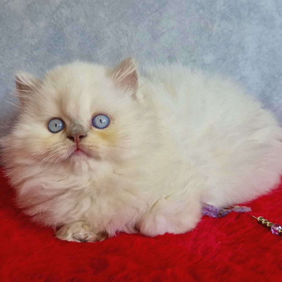 Djoker British Longhair male, blue golden shaded pointed