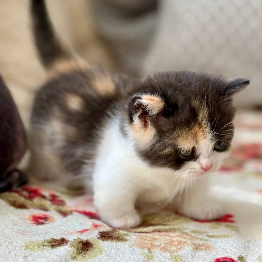Bibi Munchkin female, black tortie bicolour