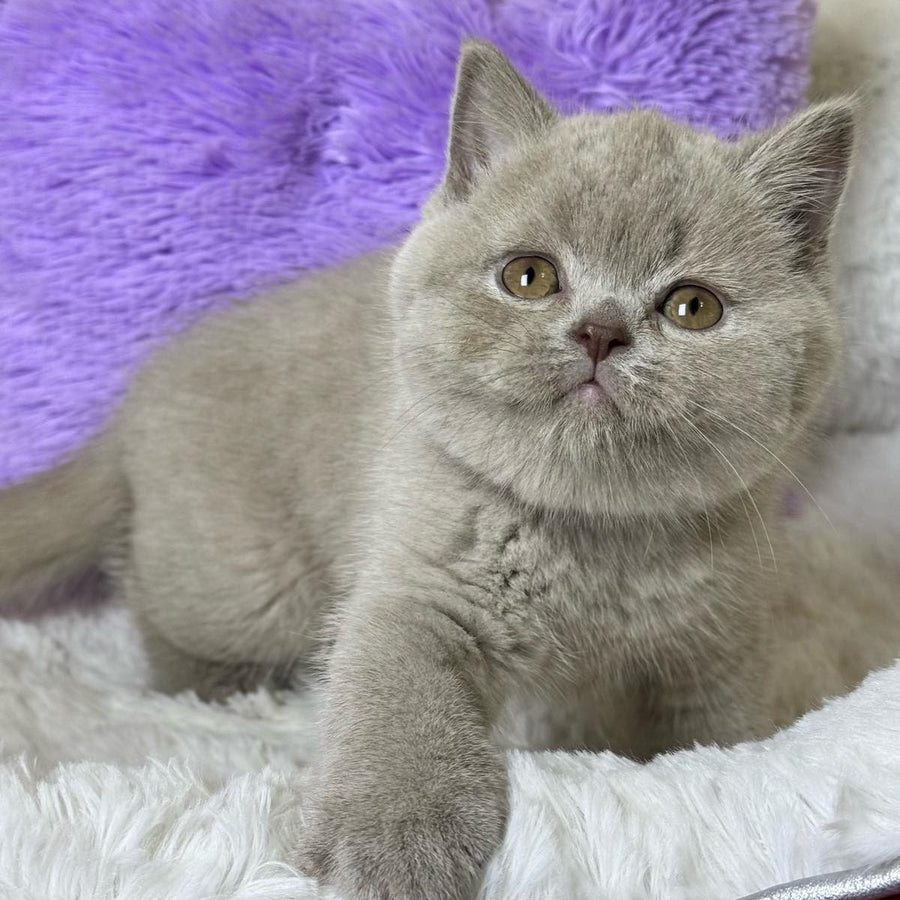 Apricot Scottish Straight female, lilac