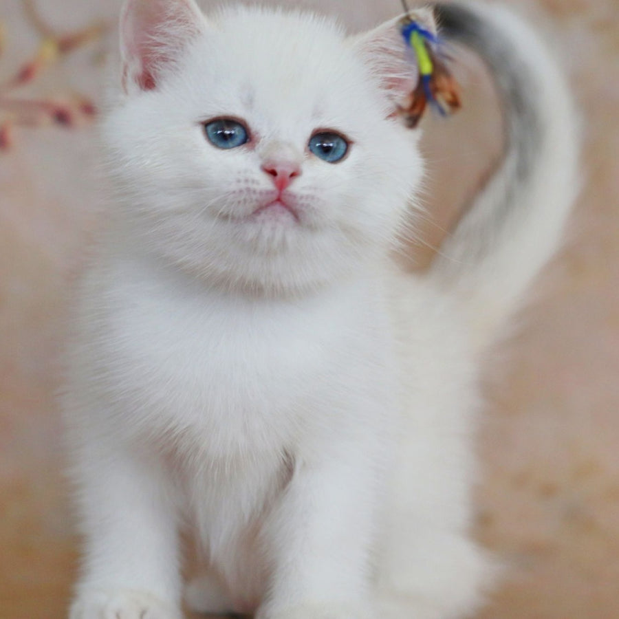 Yanis British Shorthair male, black golden chinchilla pointed