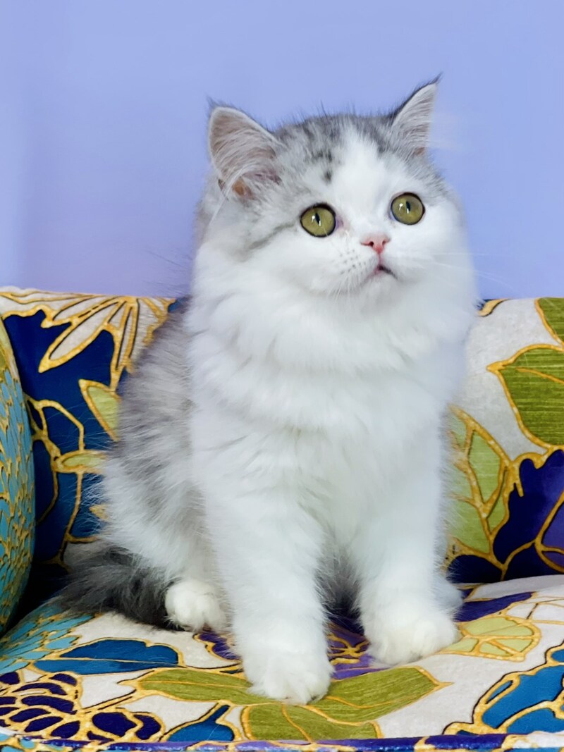 Monica Scottish Straight female, black silver tabby bicolour