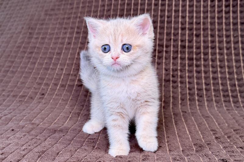 Marsi Munchkin female, blue golden tabby