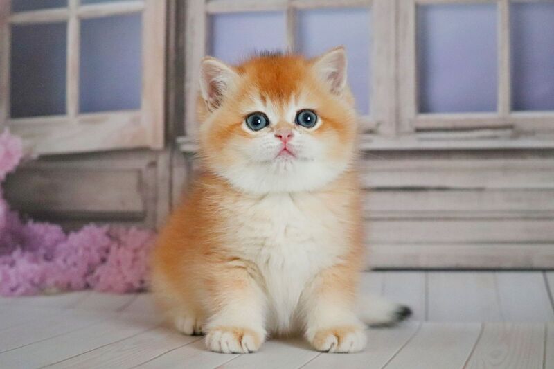 Vincent British Shorthair male black golden chinchilla - live animals