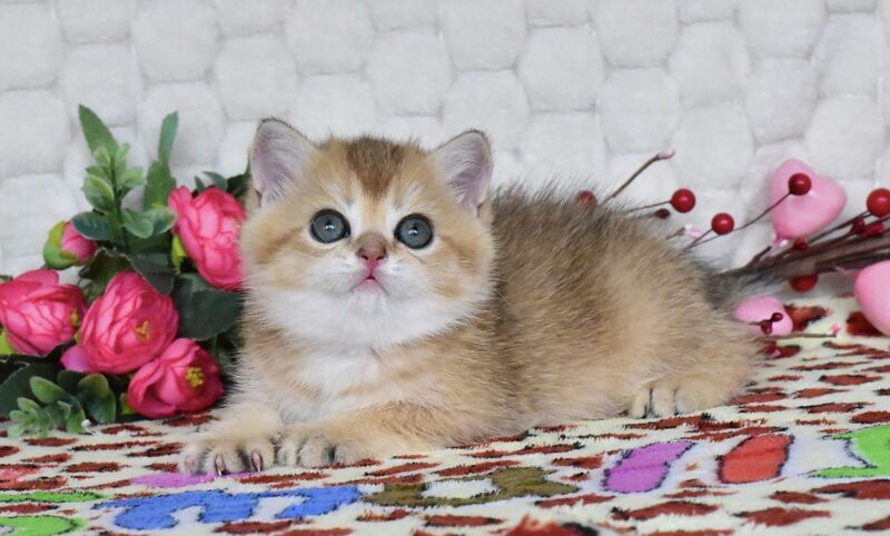 Wendy British Shorthair female black golden shaded - live animals