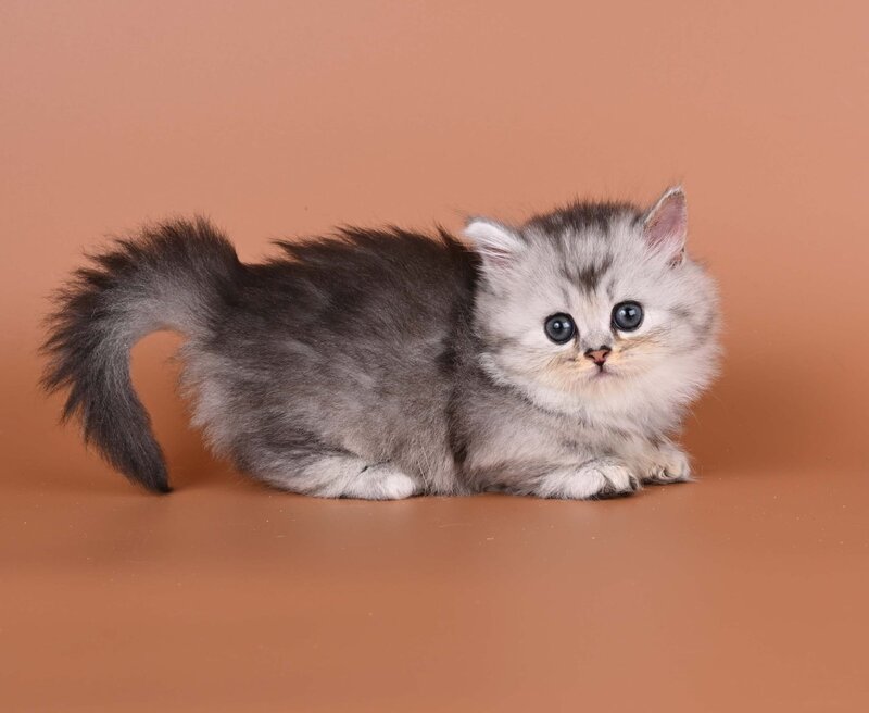 Ira Munchkin female, black silver ticked tabby