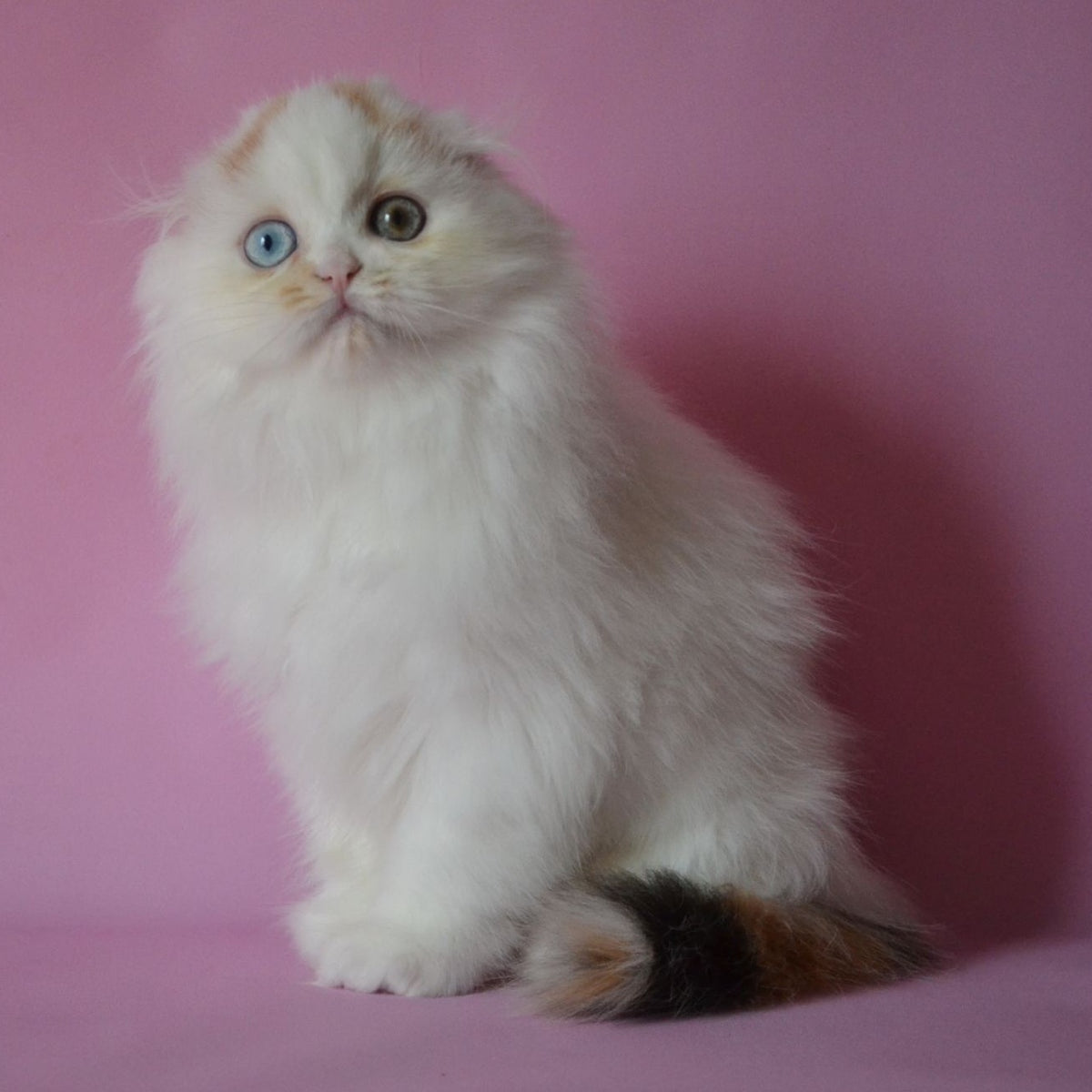 Selena Scottish Fold female, black tortie van