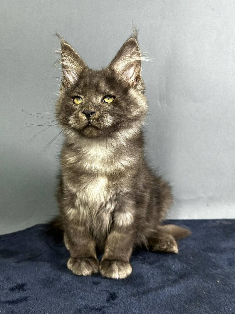 Gordon Maine Coon male black silver - live animals