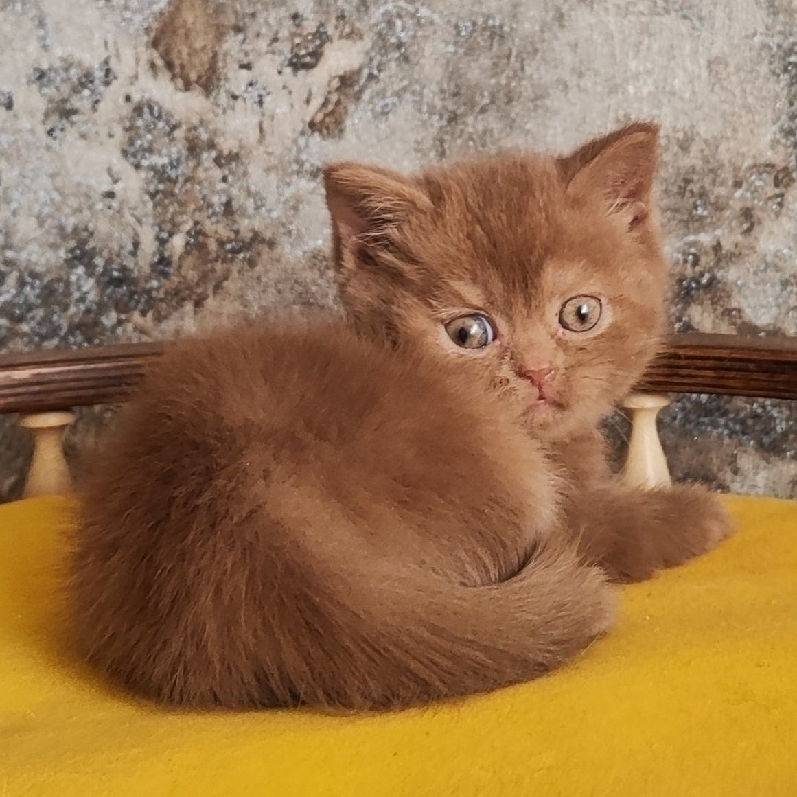 Betty British Shorthair female, cinnamon
