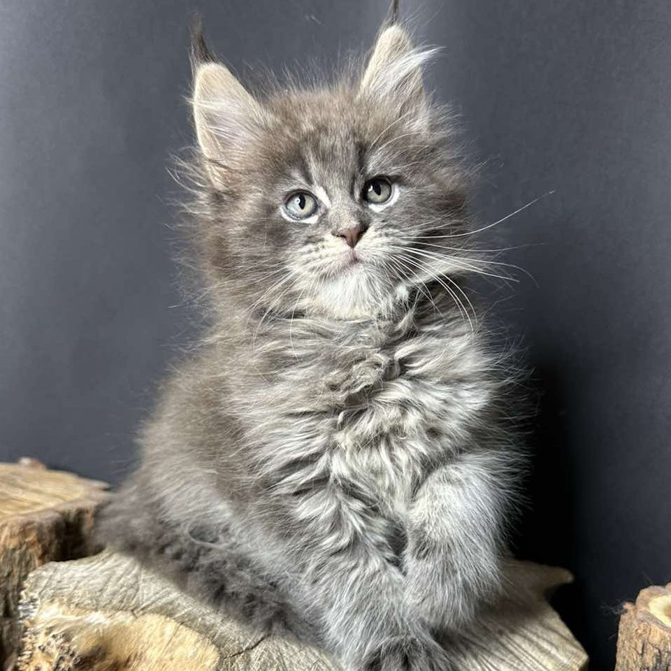 Sony Maine Coon female, blue silver ticked tabby