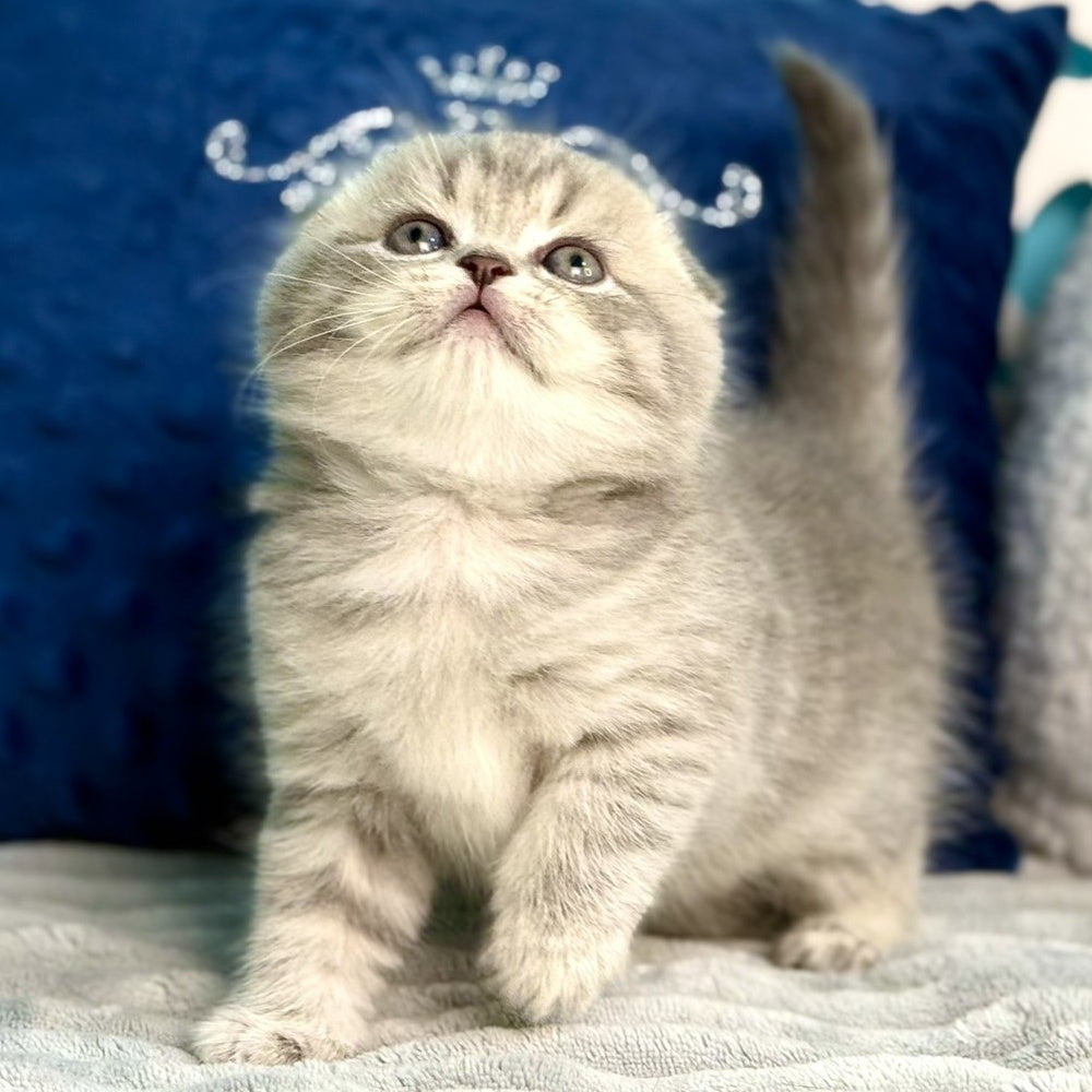 Junior Scottish Fold male, blue tabby pointed