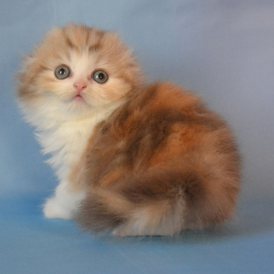 Rose Scottish Fold female, black tortie silver tabby bicolour