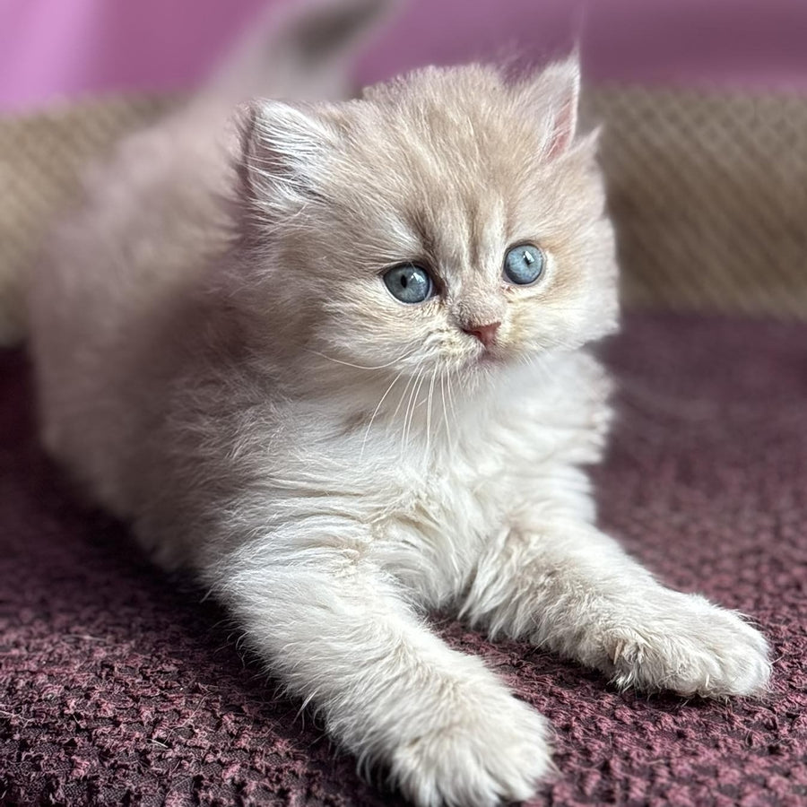Shanti British Longhair female, lilac golden shaded