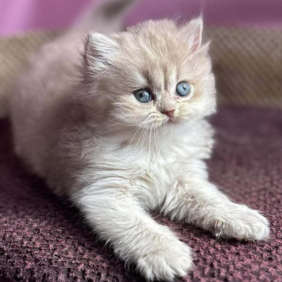 Shanti British Longhair female, lilac golden shaded