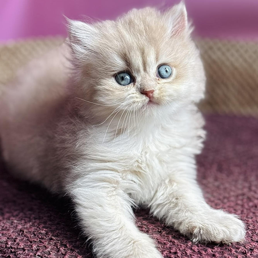 Shanti British Longhair female, lilac golden shaded