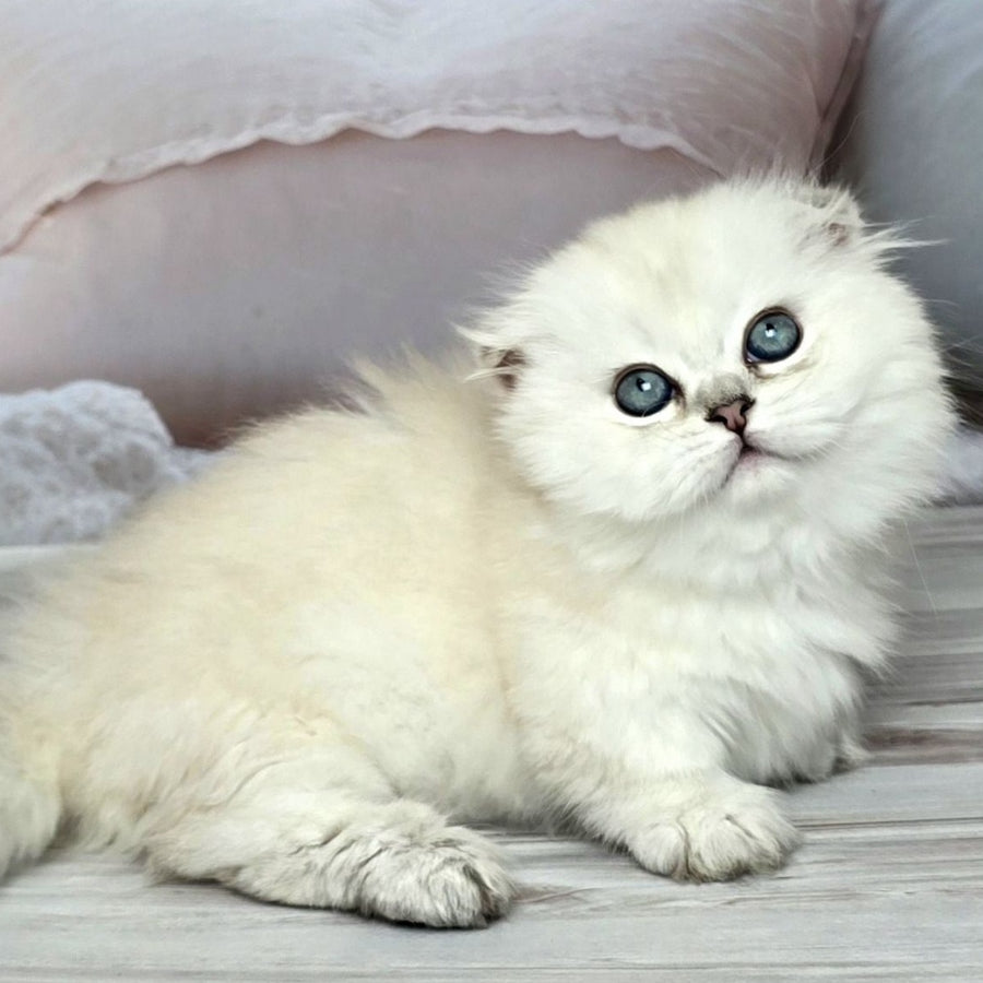 Sapphire Munchkin female, black silver shaded pointed