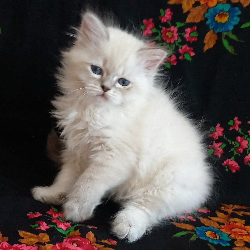 Mikhey Siberian male, blue tabby pointed
