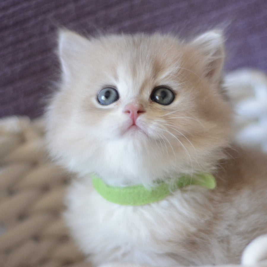 Yarik British Longhair male, blue golden chinchilla