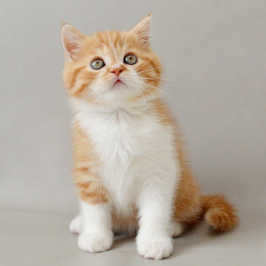 Whiskey Scottish Straight male, red spotted tabby bicolour