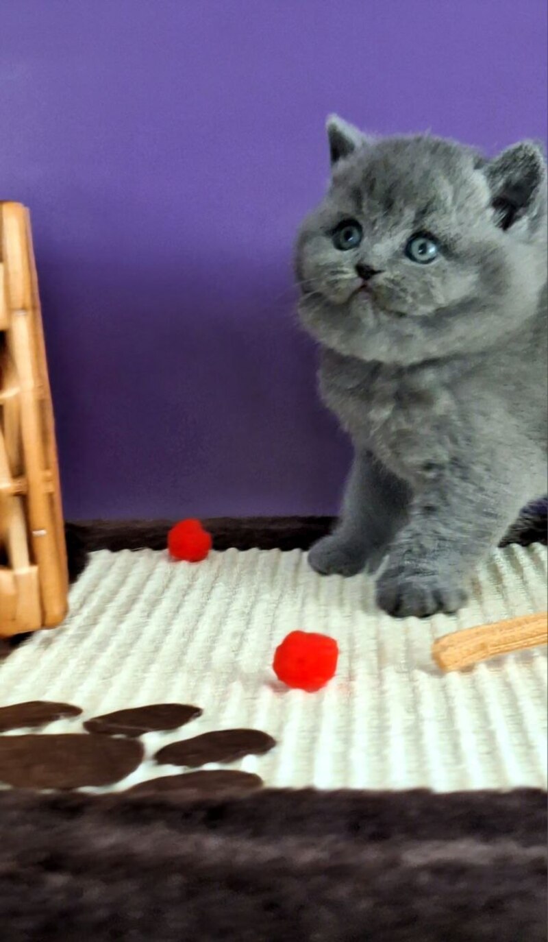 Jeremina British Shorthair female blue - live animals