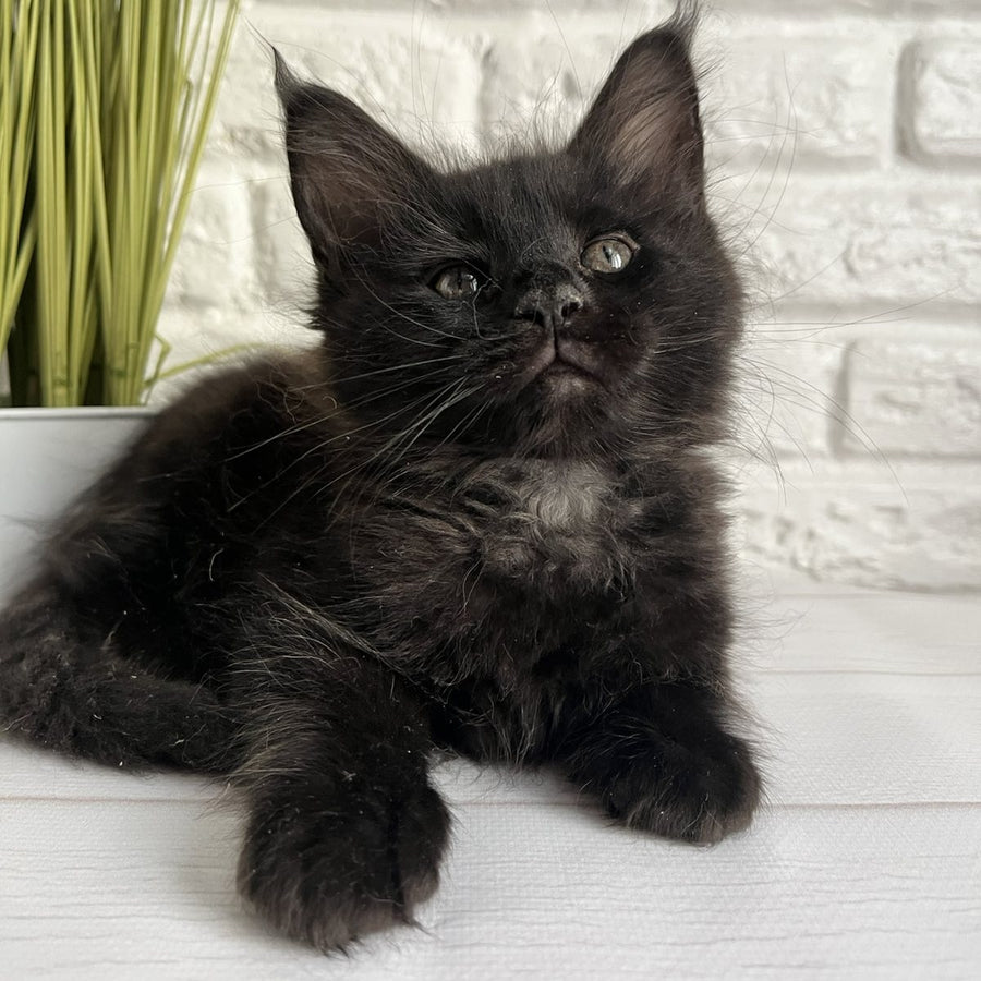 Kenzo Maine Coon male, black