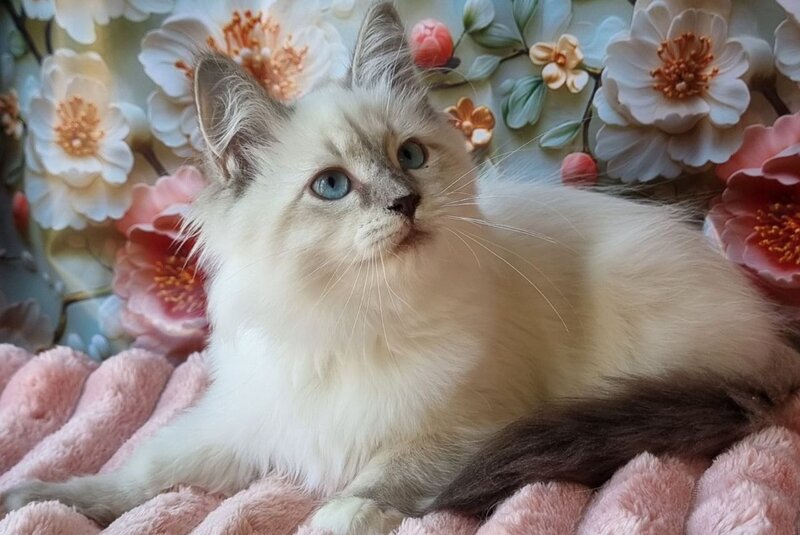 Pearl Siberian female, blue tabby pointed with white