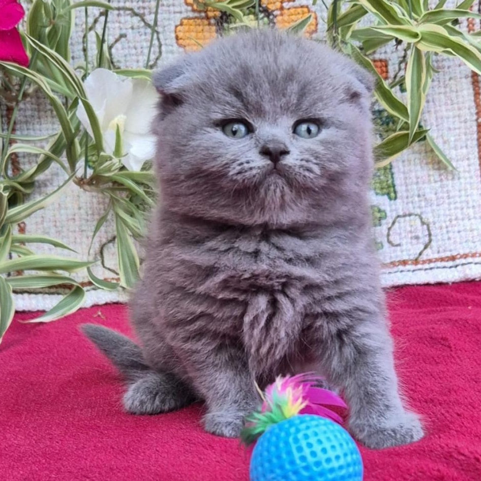 Lola Scottish Fold female, blue