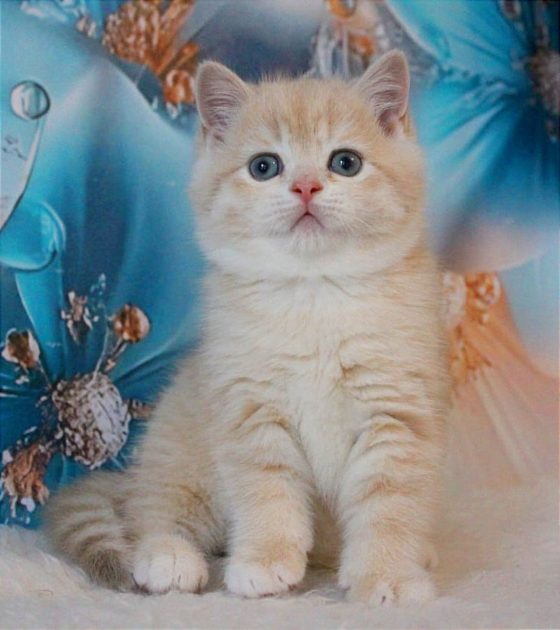 Gucci British Shorthair male, lilac golden shaded