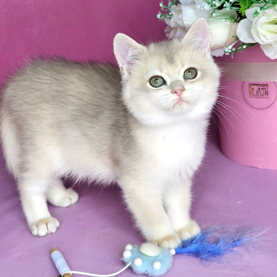 Aramis British Shorthair male, blue golden chinchilla