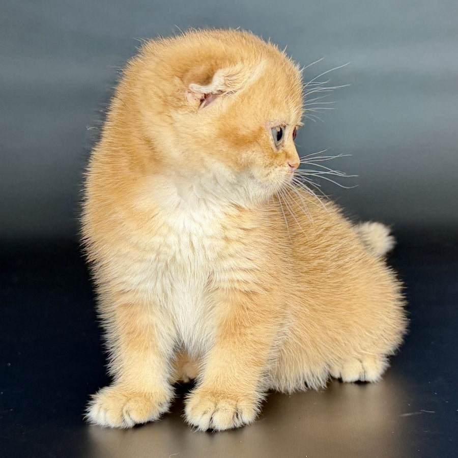 Ulani Scottish Fold female, black golden chinchilla