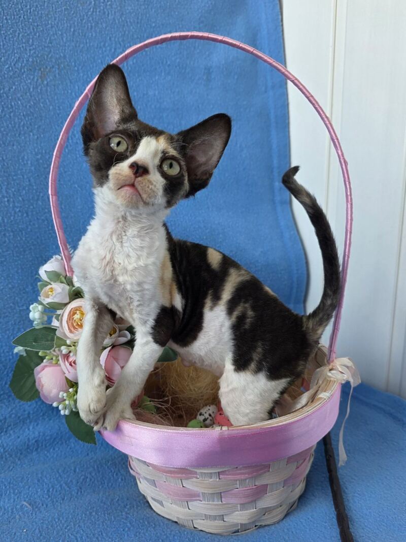 Dulcinea Devon Rex female black tortie bicolour - live animals