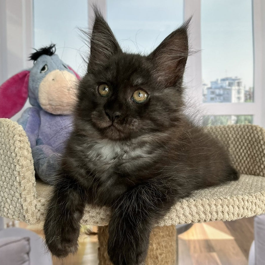 Rumi Maine Coon female, black silver