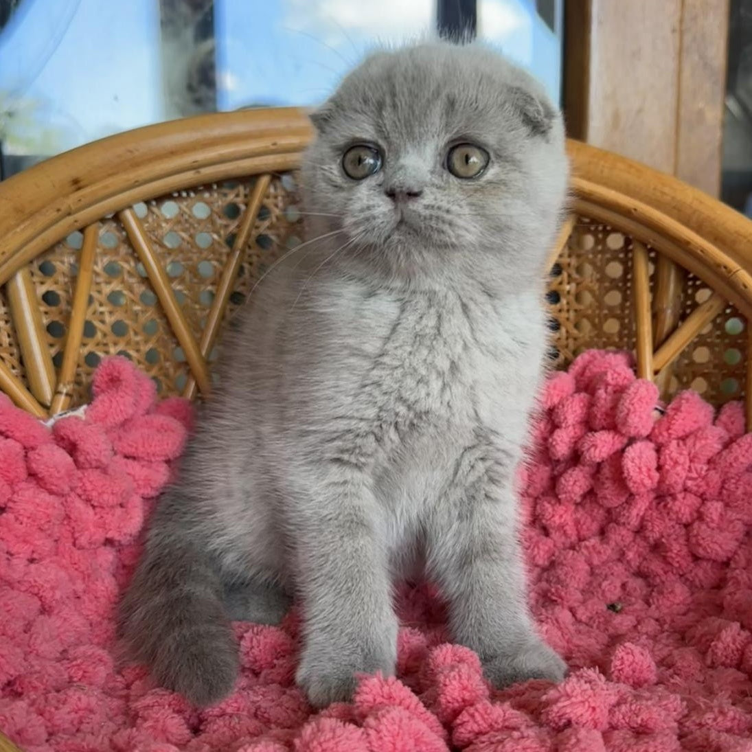 Nemo Scottish Fold male, lilac