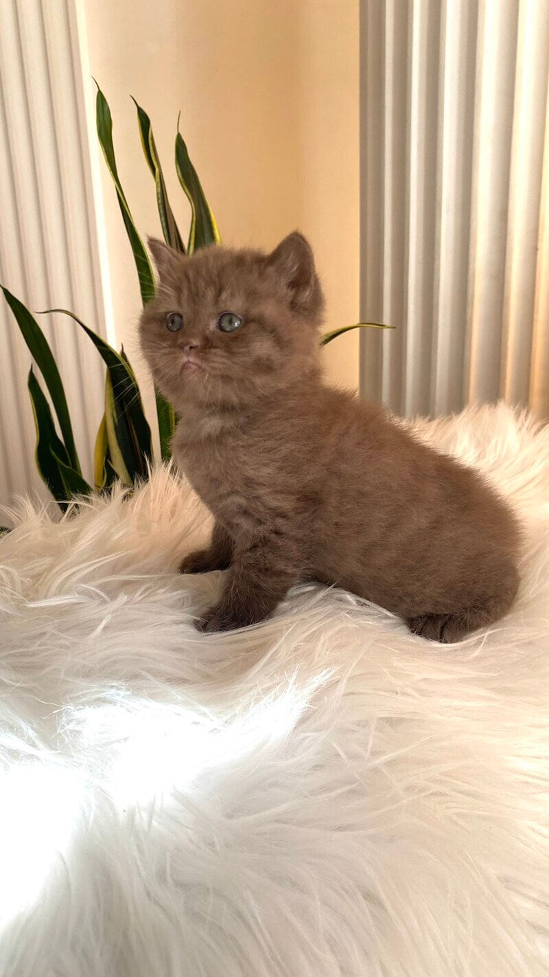 Zlata British Shorthair female chocolate - live animals