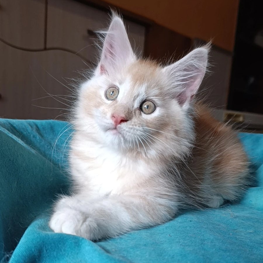 Quentin Maine Coon male, red silver
