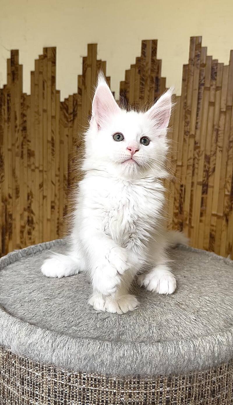 Usik Maine Coon polydactyl male, white