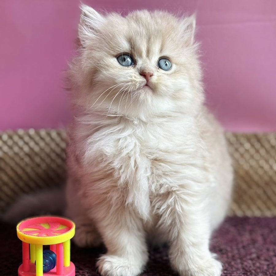 Shanti British Longhair female, lilac golden shaded
